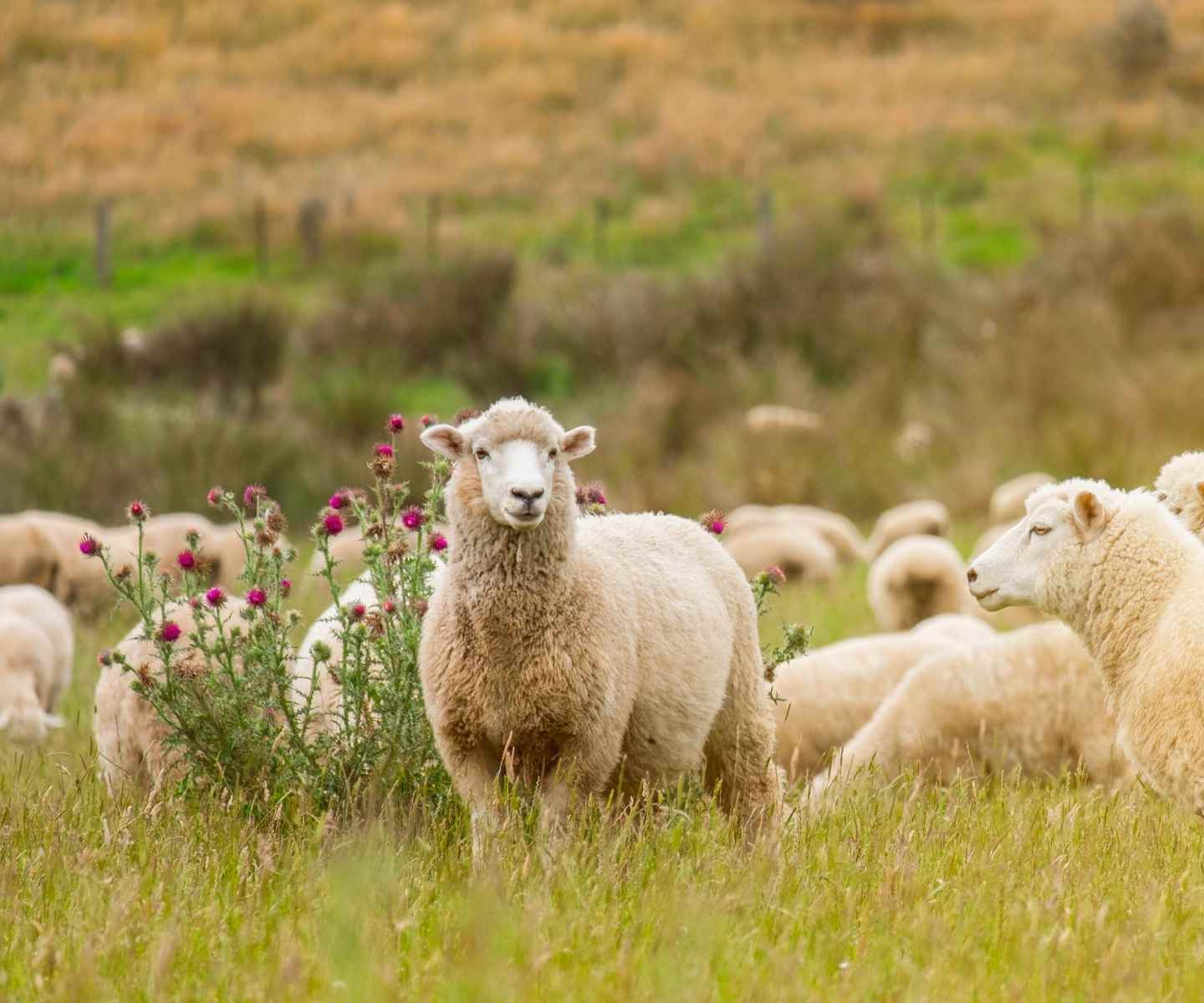 Sheep in the open fields of Patagonia