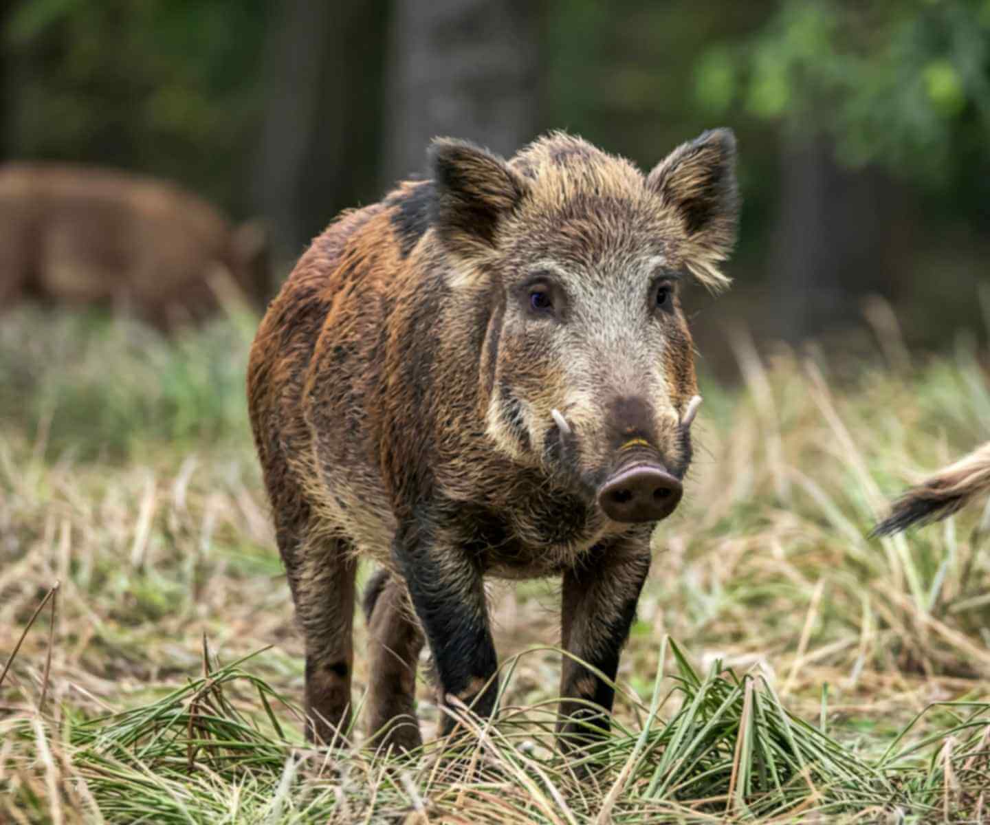 Wild Boar
