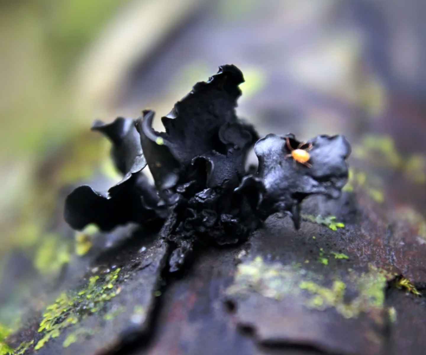 Rosa Negra Ameghiniella australis fotografiada por Johan Andrianoff (@johanandrianoff)
