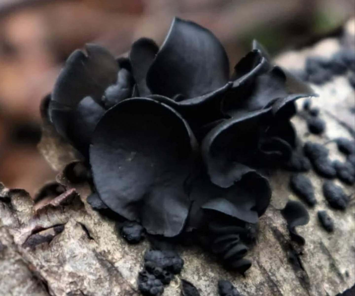 Rosa negra Ameghiniella australis fotografiada por Dine Cortinaria (@dine_cortinaria)