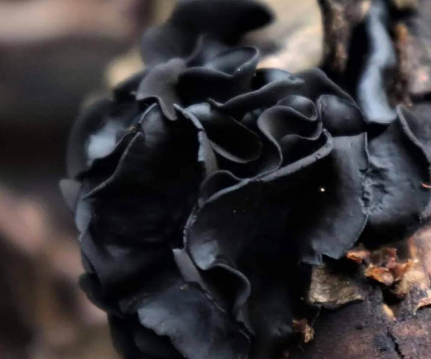 Rosa negra Ameghiniella australis fotografiada por Dine Cortinaria (@dine_cortinaria)