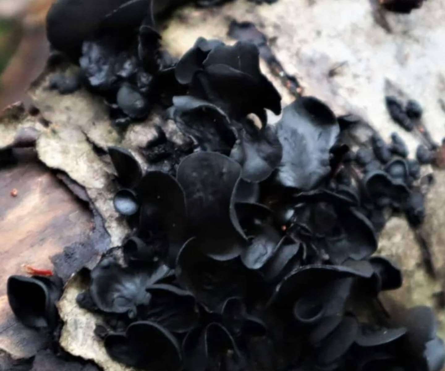 Rosa negra Ameghiniella australis fotografiada por Dine Cortinaria (@dine_cortinaria)