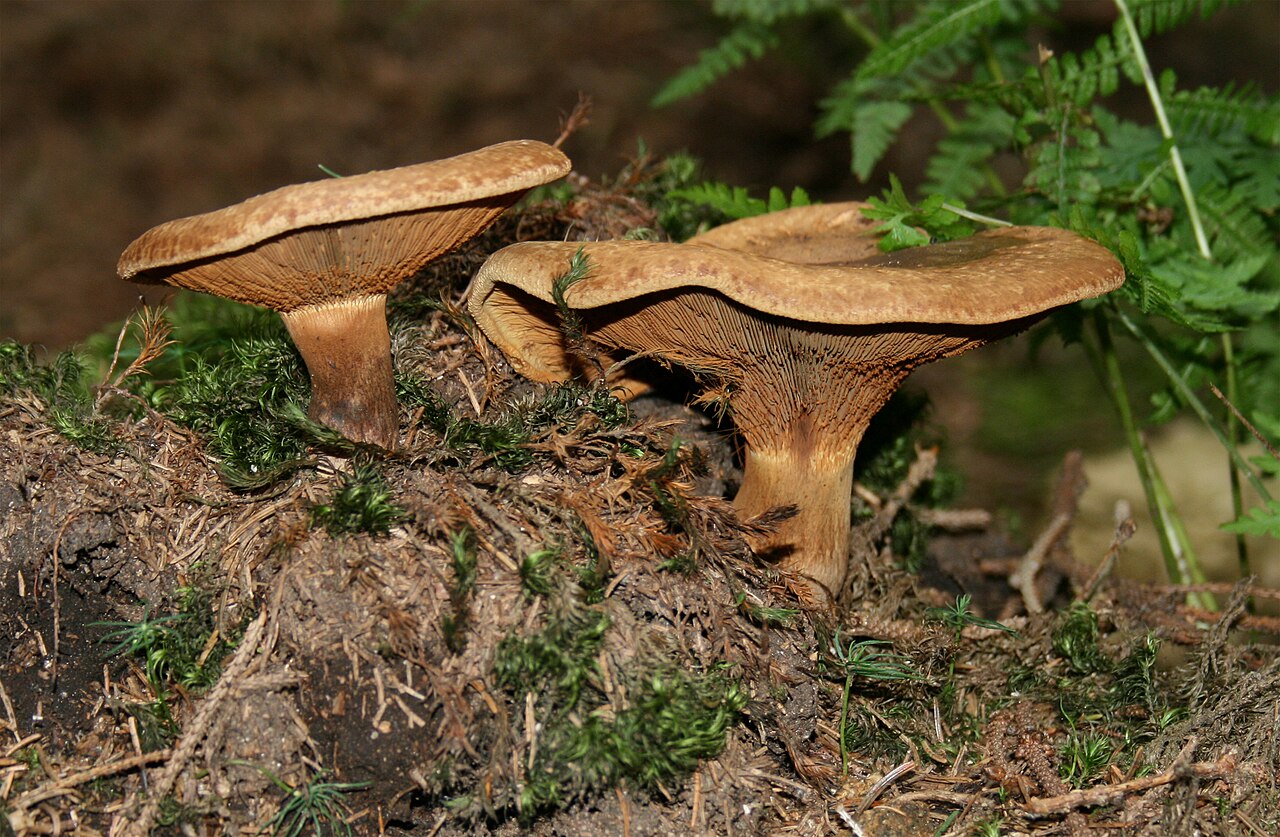Paxillus Involutus: El Hongo Tóxico de los Bosques Patagónicos