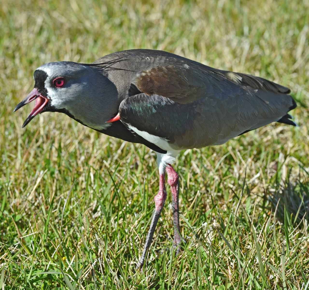 Tero (Vanellus chilensis)